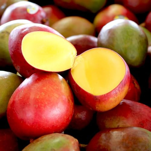 semillas resistentes del árbol de mango - árboles frutales columnares, plantas exóticas resistentes semillas de árboles de mango, Árbol bonsái, plantas de balcón resistentes, Semillas 6pcs