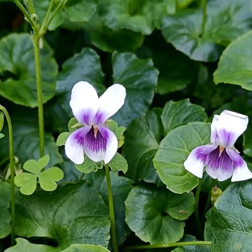 violetas fragantes - Viola odorata - jardín de semillas de silvestres decoración sala estar semillas Cobertura balcón 250pcs