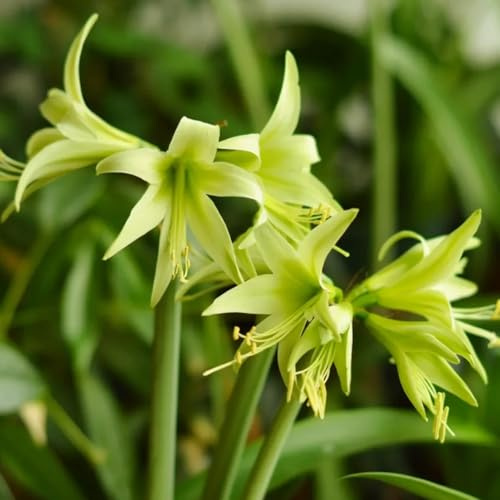 Amaryllis schmetterlingswiese für sonnige plätze frühlingsblüher topfpflanzen 4zwiebeln