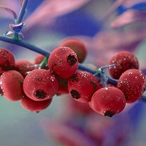 NEU! Pink Lemonade ® Heidelbeere rosafarbene Frucht Blaubeere ca. 30-40 cm, Pflanze im 3 Liter Topf