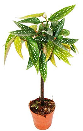 Exotenherz Tamaya-Begonie - Begonia albopicta - Begonien-Stämmchen - 9cm Topf