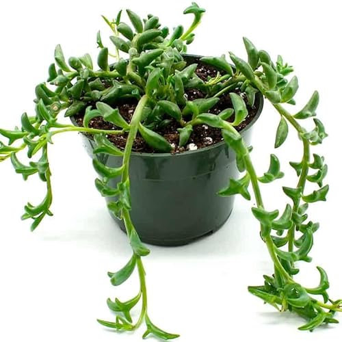 Senecio Peregrinus Natural la Suculenta Colgante Ideal para Tu Hogar