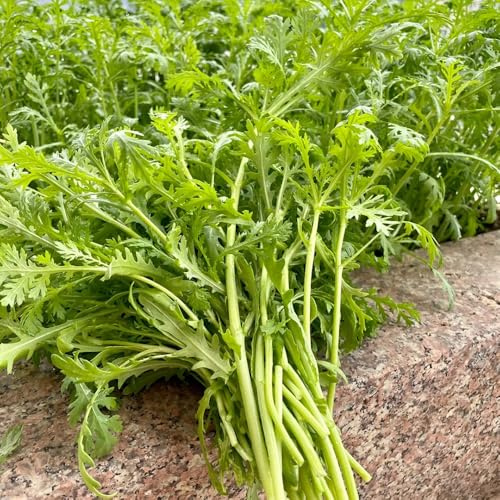 semillas comestibles de crisantemo - crisantemo coronario - jardín trepadoras resistentes interior exóticas 100pcs
