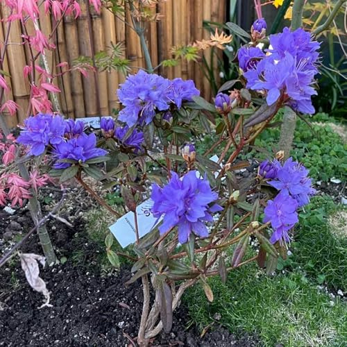 semillas de rododendro, arbustos de rápido crecimiento resistentes de azalea, resistentes al exterior, 100pcs