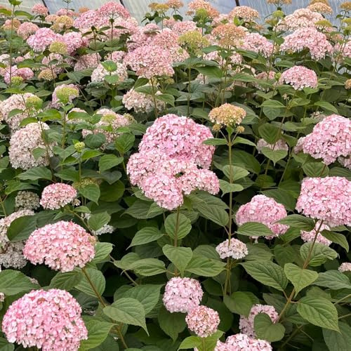 Semillas de hortensias - organicas semillas de siembra de otoño 100pcs