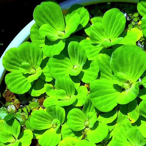 semillas de lenteja de agua,perennes resistentes acuáticas resistentes para estanques,regalos de jardín Mini estanque de acuáticas,maceta de interior 300pcs