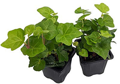 Hiedra Enana | Pack de 2 Plantas Naturales | DECOALIVE | Plantas para Casa, Terraza y Jardin