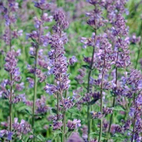6 x Nepeta Faassenii 'Six Hills Giant' - Katzenminze Six Hills Giant Topf 9x9cm