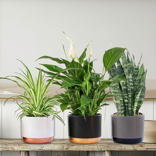 Air Purifying Plant Collection 3 Indoor House Plants Snake Plant, Peace Lily, Spider Plant, Perfect at Home or Office, 3X 10-12cm Pots