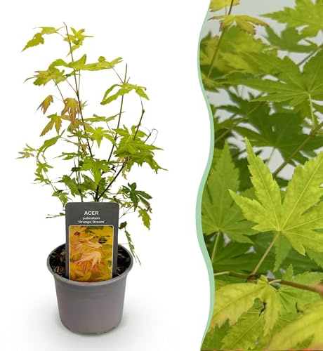 Érable Acer palmatum Orange Dream - 12 cm - Hauteur : environ 35 cm - Feuillage orange jaune & couleur d'automne impressionnante - Arbuste ornemental à feuilles caduques facile d'entretien