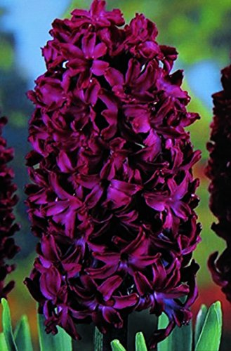 10 Hyazinthen Woodstock duftend Blumenzwiebeln