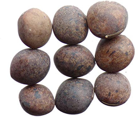 Vesce Commune Jose NT - 100 grammes - Vicia Sativa L. - Garden Vetch - (Engrais vert) - SEM27