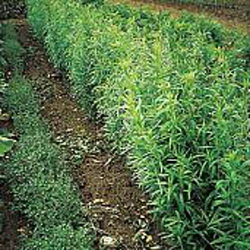 Russian Tarragon Seeds (((100 Seed Packet))) (More Heirloom, Non GMO, Vegetable, Fruit, Herb, Flower Garden Seeds at Seed King Express)