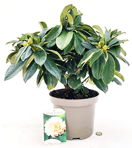 POWERS TO FLOWERS - RODODENDRO GIALLO GOLDEN TORCH, RHODODENDRON, IN VASO 24CM DIAMETRO, pianta vera