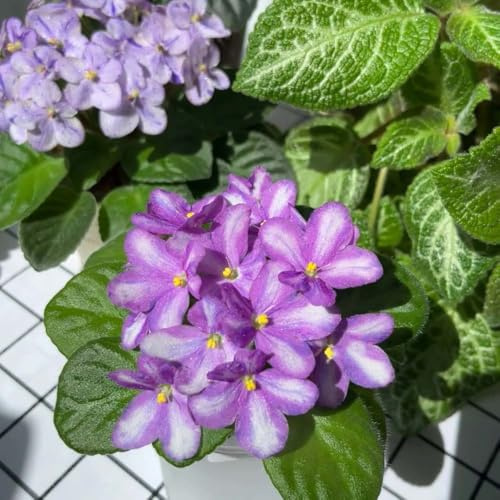 usambaraveilchen - winterharte stauden blumenwiese exotische steingartenpflanzen winterhart winterharte für balkon balkonpflanzen 150samen