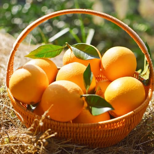 limettenbaum pflanzensamen zimmerbonsai bonsai balkon garten säulenobstbäume obstbäume kaufen hochbeet balkon biosaatgut winterharte stauden mehrjährig säulenobst robuste 250samen