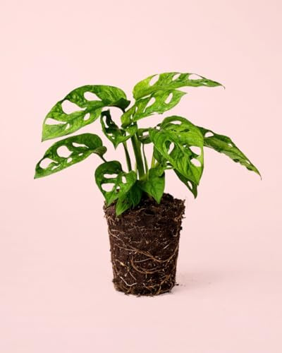 PUR PLANT Monstera Adansonii Mint | Planta de Interior Natural Variegada | Hojas Perforadas Decorativas | Maceta de Ø 12 cm