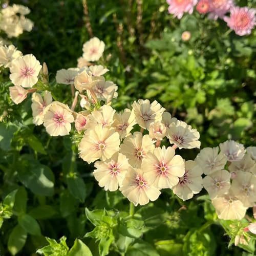 Phlox de alfombra - flox subulata de exóticas balcón 1500semillas