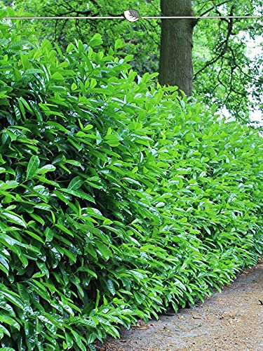 Kirschlorbeer Novita 40-60 cm im Topf. 50x Lorbeerkirsche. Grüne Heckenpflanze