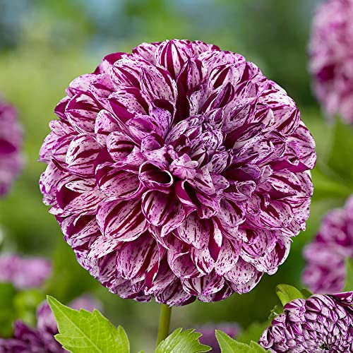 1 x Dahlia Ball – Perennial – Summer Flowering Bulb – for Your Beautiful Garden (1 x Dahlia Marble Ball)