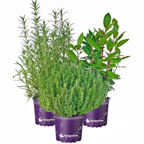 XL Kräuter-Set Toscana echter Lorbeer - Rosmarin - Thymian