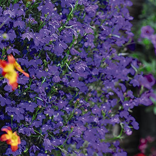 Lobelia Pendula Seeds UK 'Monsoon' Trailing Half-Hardy Annual Blue Blooms Easy to Grow Your Own Outdoor Garden Flower Plants for Patio Alpine Rockery (Approx. 650 Seeds) by Thompson and Morgan