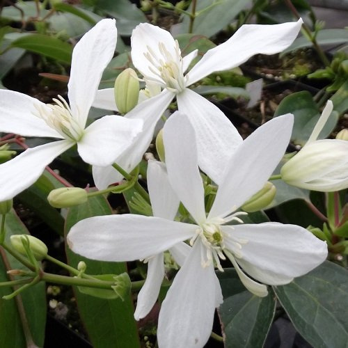 Clematis Armandii (Immergrün und Winterhart) - Weiß | Mehrjärige Kletterpflanze - Weiß - 2 Liter Topf | ClematisOnline Kletterpflanzen