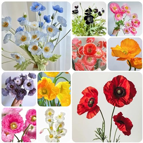 klatschmohnsamen, schnittblumen klatschmohn, topfpflanzen draußen winterhart gartenblumen, kräuterpflanzen gartendeko für draußen wildblumen balkonblumen 450pcs