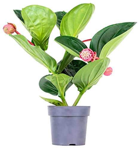 Bloomique - Medinilla magnifica 'Flamenco' - Medinilla - Zimmerpflanze - Pflegeleicht - Topf 17 cm - 50-60 cm