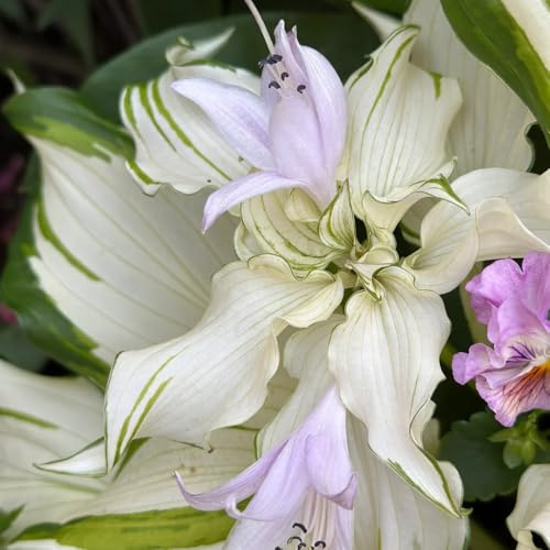 semi di hosta resistenti - giardino vecchie varietà 1200pcs