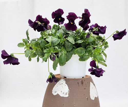 POWERS TO FLOWERS - VIOLE DEL PENSIERO, VIOLA A FIORE PENDULO VIOLA, SET 3 PIANTE VASO 12CM DIAMETRO, piante vere