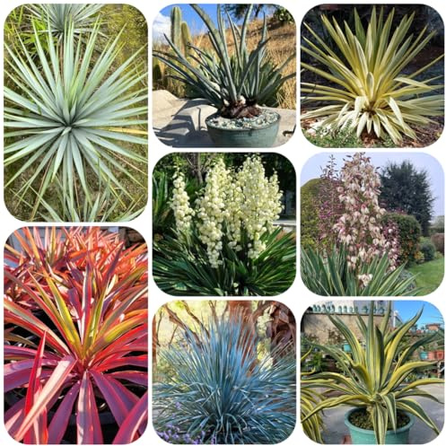 semi resistenti di yucca palma giglio, arbusti per il giardino vecchie varietà biologici di siepi arbusti rare decorazione da giardino per esterni 100pcs