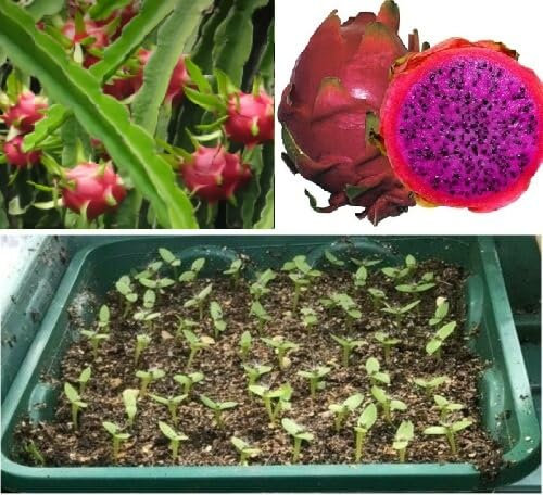 Dragon Fruit Purple Fleshed | 20+ Seeds