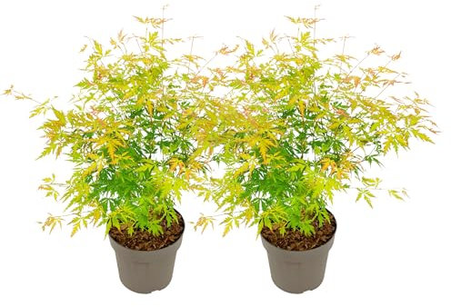 Plant in a Box - Acer Palmatum 'Dentelle Orange' - Set de 2 - Erable japonais - Belles couleurs vibrantes - Pot 19 - Hauteur 60-70cm