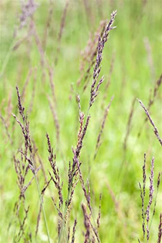 Molinia caerulea 9x9 cm Topf – Winterhart, Mehrjährig, Pflegeleicht – Moorgras – Ziergras für Beet & Teichrand