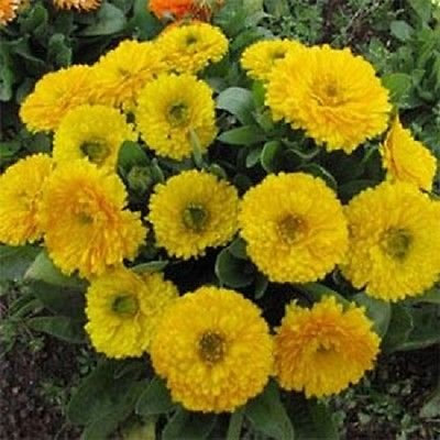 50 Semi Semi Calendula Fleur Empereur Doré