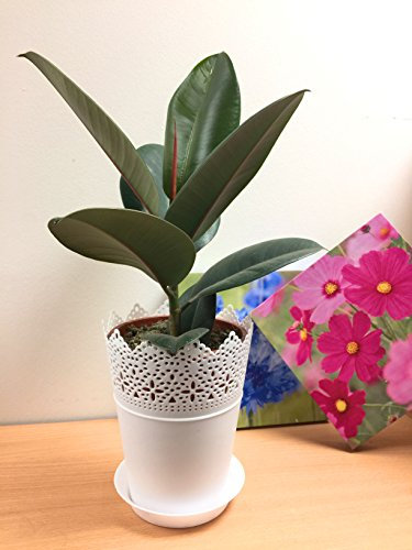 1 Easy Plants® Rubber Plant Table Plant @ White Floral Pot & Saucer