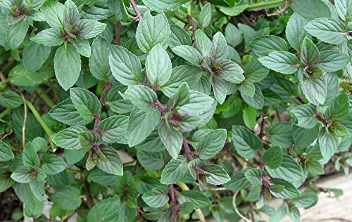 Mint Black Peppermint Mentha piperita aromatic herb plant bees butterflies ground cover 9cm pot .