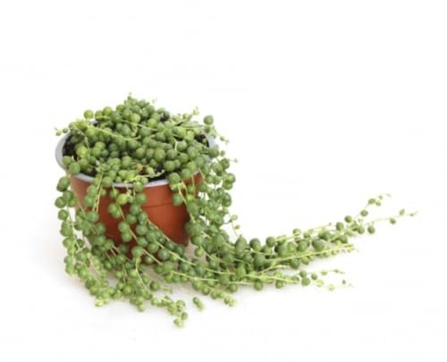 Senecio Rowleyanus, 20-25 cm. Planta natural suculenta colgante con hojas verdes en forma de cuentas. Segura Garden.