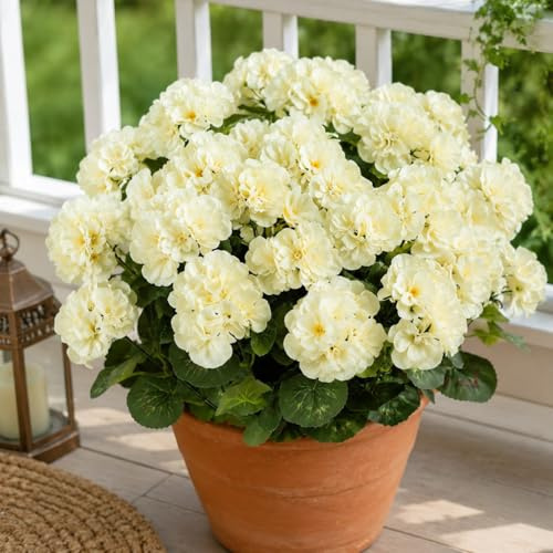 Aisamco 6 Paquetes Geranios Seda Exterior UV Resistente | Flores falsas, Jardin hogar, Jardinera ventana, Patio mesa, Porche terraza, Floracion roja, Resistente UV
