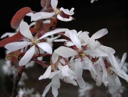 Amelanchier laevis - Hängende Felsenbirne Größe 100-150cm