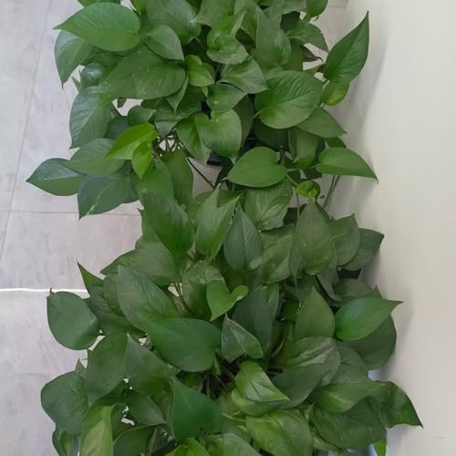 semi di pothos - giardino sul balcone all'aperto varietà antiche biologiche decorazioni giardino per esterni balcone serre d'appartamento esotiche 500pcs