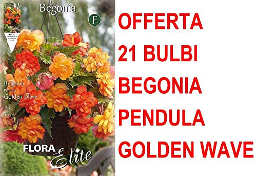 OFFERTA 21 BULBI BEGONIA PENDULA GOLDEN WAVE BULBS BULBES
