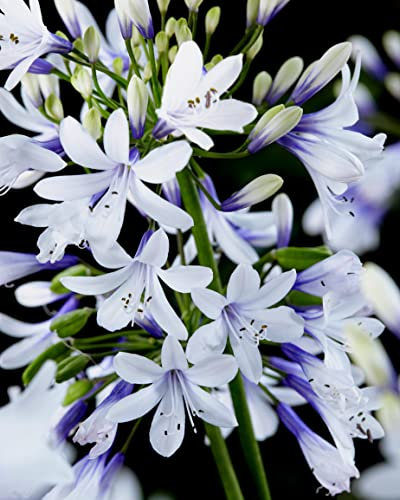 YouGarden - 2 x Agapanthus 'Fireworks' in 9cm Pots - Garden Ready Plants to Plant Out - Supplied as 2 x Established Plant