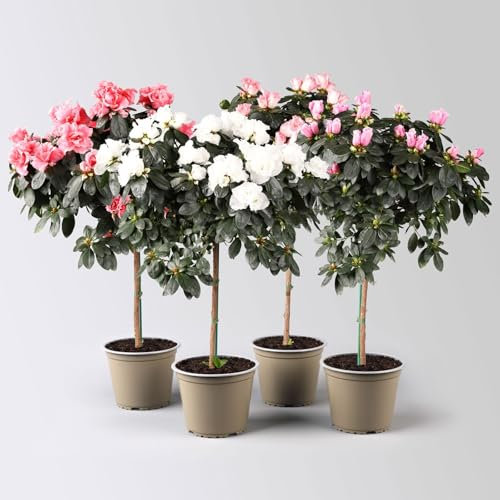 Azalee, Stämmchen, Farbe zufällig, gefüllt, Topf-Ø 19 cm, Höhe ca. 65 cm