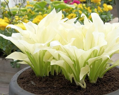 50 graines fraîches de plantes Hosta