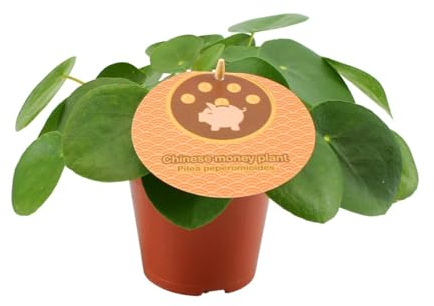 Pilea Peperomioides - 20cm - Ø12cm - Zimmerpflanze - Immergrün