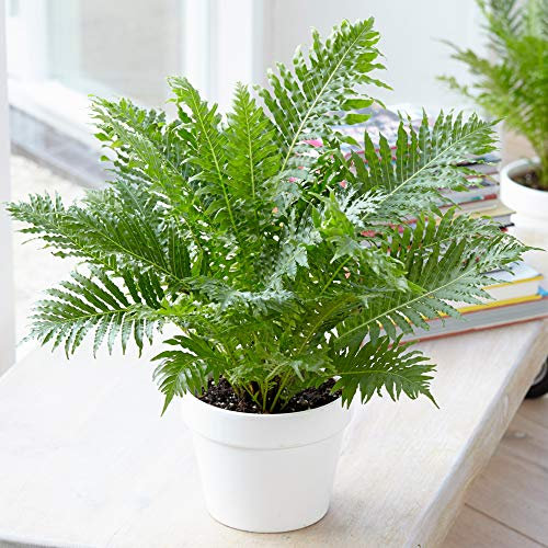 1 x Blechnum Silver Lady | Cadeaux de Plantes d'intérieur Haut de Gamme | de 25 à 35 cm Fougère avec Pot