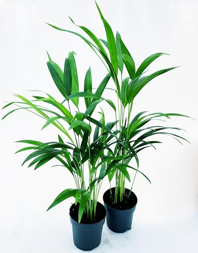POWERS TO FLOWERS - ARECA VASO 12CM DIAMETRO, ALTEZZA 45CM, 2 PIANTE, PALMA DA INTERNO, Piante Vere