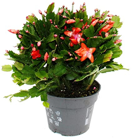 Exotenherz - Gran cactus de Navidad - Schlumbergera - XXL - maceta de 17 cm - aprox. 25-35 cm de alto - flores rojas